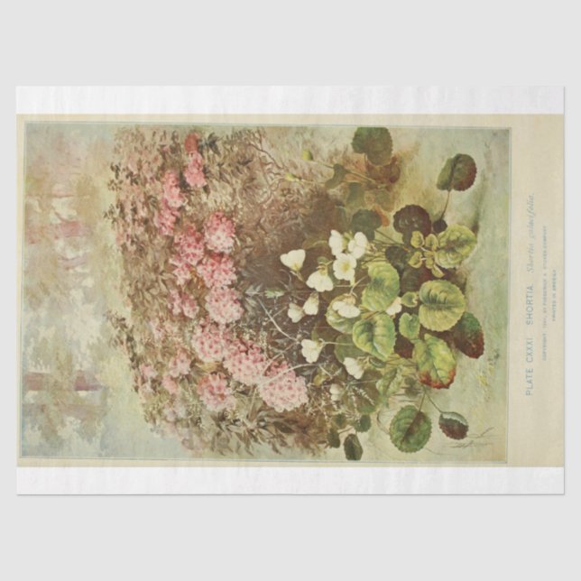 Papier Mousseline Ephémère Florale Découpage Hydrangée rose (Recto)