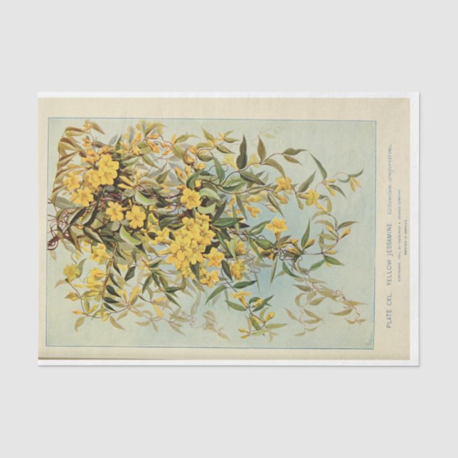 Papier Mousseline Ephémère florale Découpage Jasmine Tournesols (Recto)