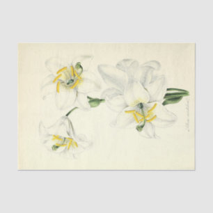 Papier Mousseline Ephémère Florale Découpage Lys blancs