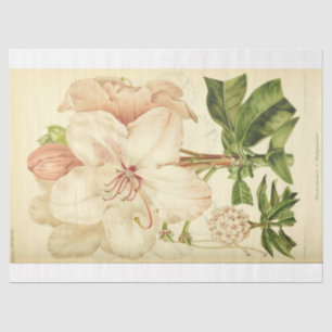 Papier Mousseline Ephémère florale Découpage rose blanc Rhododendron