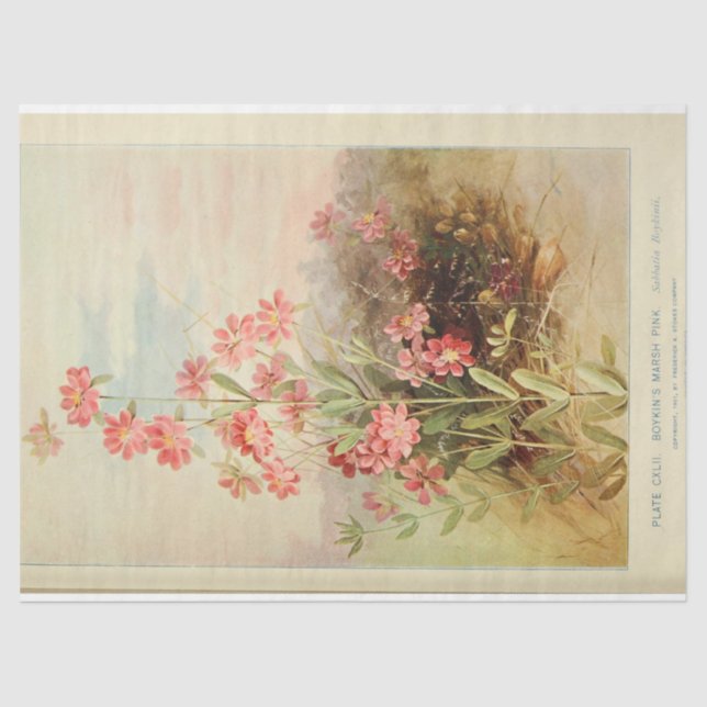 Papier Mousseline Ephémère Florale Découpage Rose Daisy (Recto)