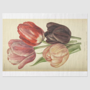 Papier Mousseline Ephémère florale Découpage rose pourpre Tulipe de