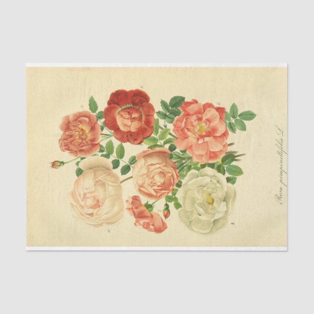 Papier Mousseline Ephémère florale Découpage Roses roses blanches (Recto)