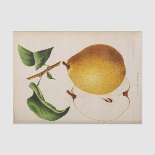 Papier Mousseline Ephémère florale Découpage Yellow Pear (Recto)