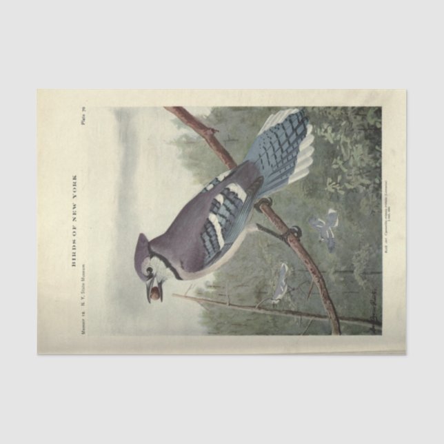 Papier Mousseline Ephémère Jay Bleu Oiseau Découpage Vintage (Recto)