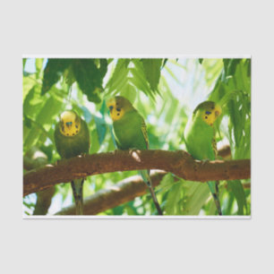 Papier Mousseline Épouses vertes colorées sur une branche d'arbre
