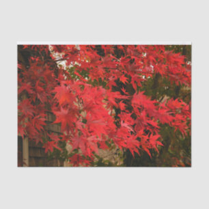 Papier Mousseline Érable japonais 'Bloodgood' / Chute rouge /