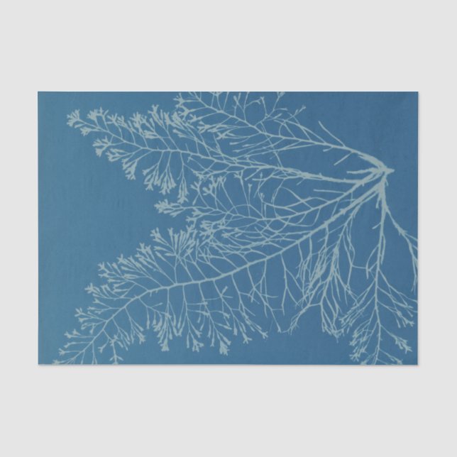 Papier Mousseline Étude botanique Anna Atkins (Recto)