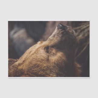 Papier Mousseline Face de l'ours Brown