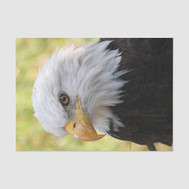 Papier Mousseline Falln Bald Eagle Liberty (Recto)