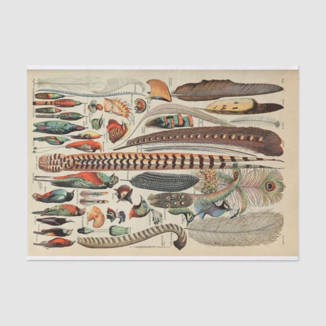 Papier Mousseline Feather Bird Wildlife Plumes d'antiquités (Recto)