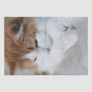 Papier Mousseline (Feline Fancy) Contemplation Kitty : Photo Cat