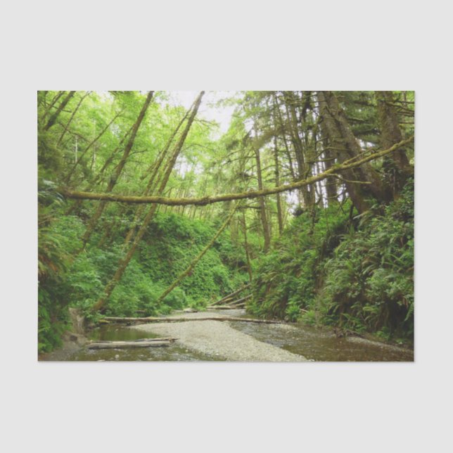 Papier Mousseline Fern Canyon I au Redwood National Park (Recto)