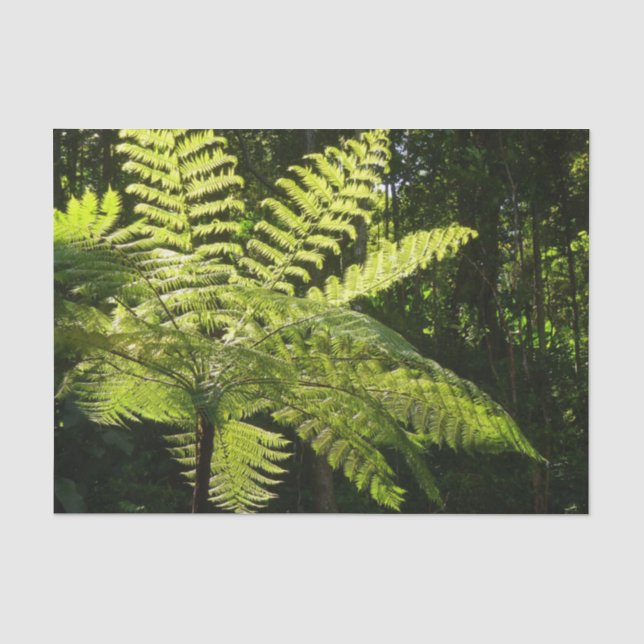 Papier Mousseline Ferne arborescente dans la forêt tropicale (Recto)