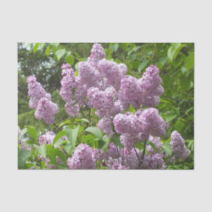 Papier Mousseline Fête des mères Lovely Lilac Bush