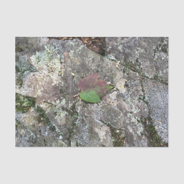 Papier Mousseline Feuille de chute sur la roche (Recto)