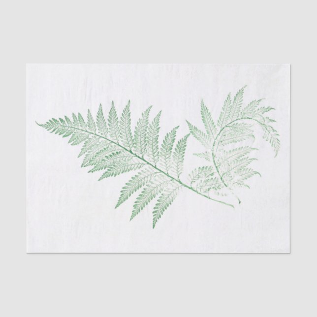 Papier Mousseline Feuille pressé de fougère (Recto)