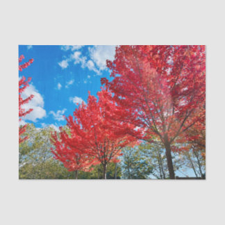 Papier Mousseline Feuilles D'Arbre Rouge Lumineux En Automne