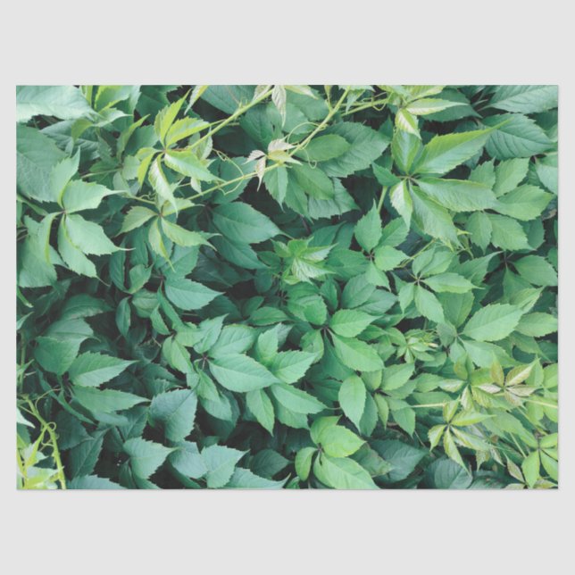 Papier Mousseline Feuilles de raisins verts (Recto)