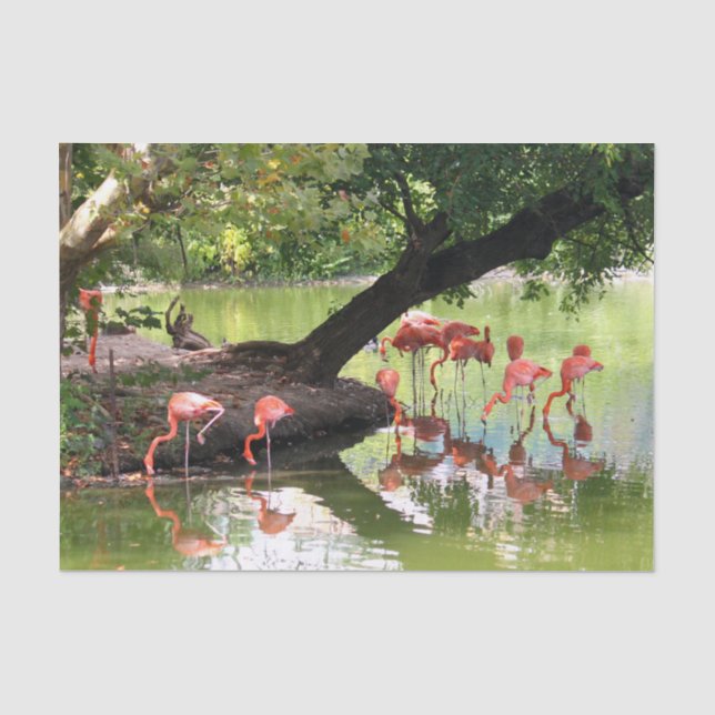 Papier Mousseline Flamant rose rose - photo de la faune (Recto)
