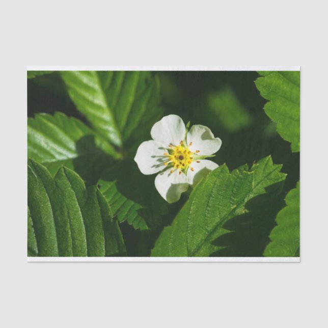 Papier Mousseline Fleur de fraises sauvages (Recto)