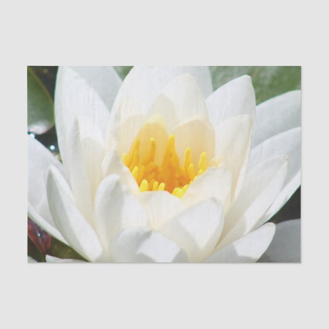 Papier Mousseline Fleur de Lotus (Recto)