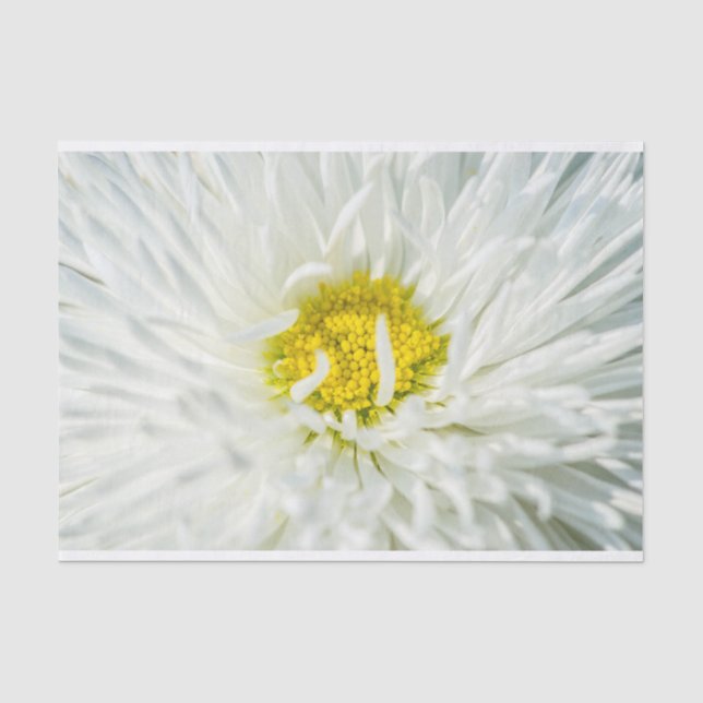 Papier Mousseline Fleur de marguerite anglaise blanche (Recto)