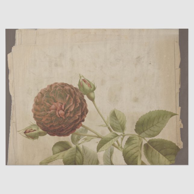 Papier Mousseline Fleur de pavot sur la page détendue (Recto)
