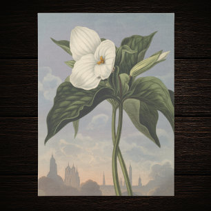 Papier Mousseline Fleur de Trille blanc dans le style du Temple de F