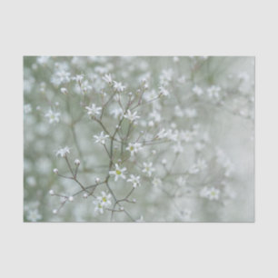 Papier Mousseline Fleur délicate de baby's breath, photo botanique