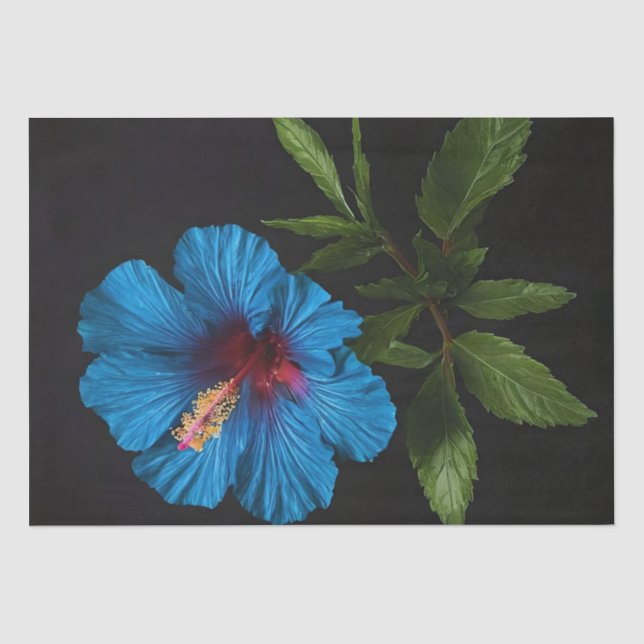 Papier Mousseline Fleur Hibiscus Bleu Sur Noir, Découpage (Recto)