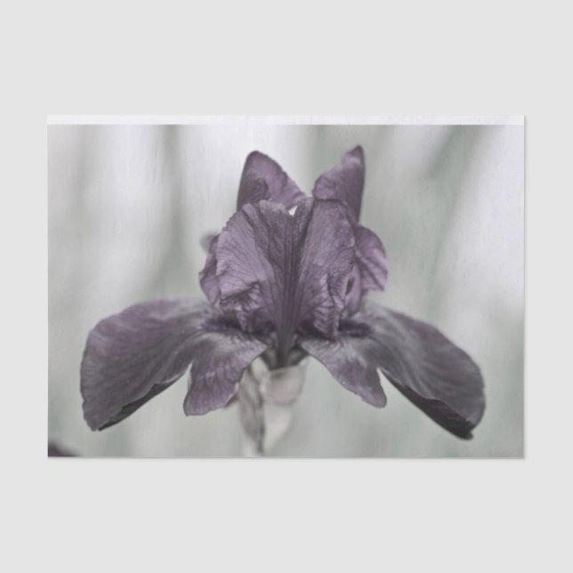 Papier Mousseline Fleur Iris violet foncé pour décopodge (Recto)