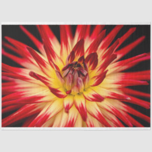 Papier Mousseline Fleur jaune et rouge radieuse, prise de vue rappro