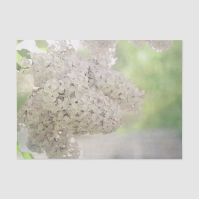 Papier Mousseline Fleur Lilac blanc doux Pays Botanique (Recto)