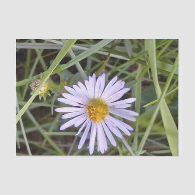 Papier Mousseline fleur marguerite sauvage (Recto)