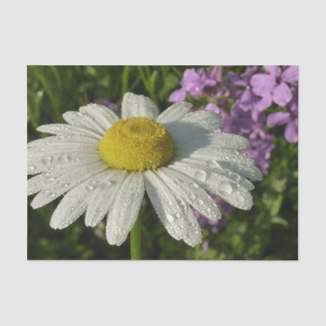Papier Mousseline Fleur sauvage Daisy et Summer Lilac (Recto)