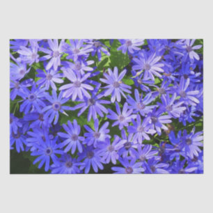 Papier Mousseline Fleurs bleues à la marguerite Nature Photographie