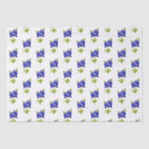 Fleurs de bleuets texans,