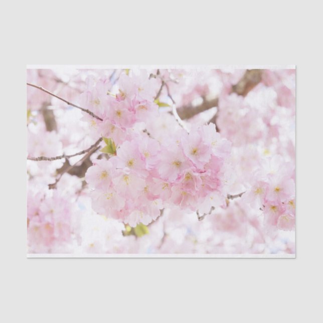 Papier Mousseline Fleurs de cerisier roses de Sakura d'arbre (Recto)