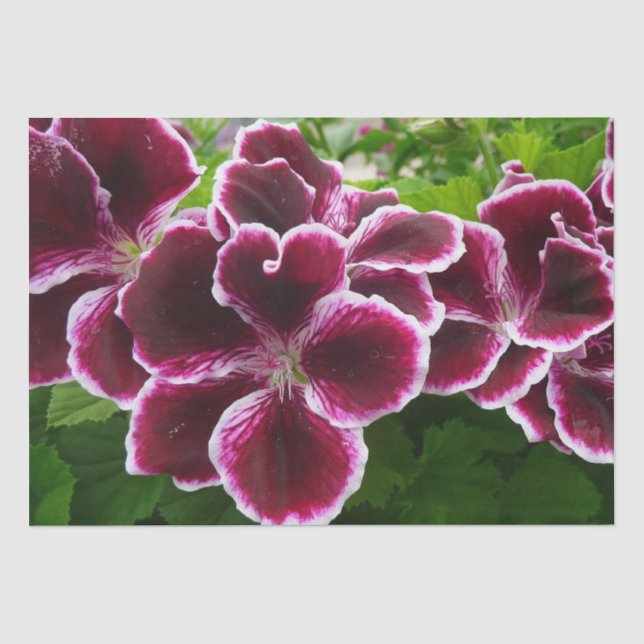 Papier Mousseline Fleurs de géranium Regal Élégant Maroon Floral Lug (Recto)