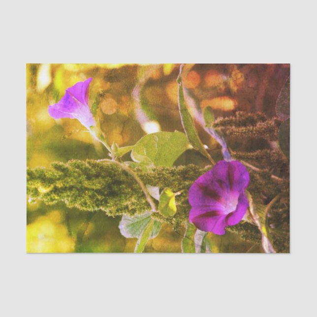 Papier Mousseline Fleurs de gloire violet sauvage du matin Découpage (Recto)
