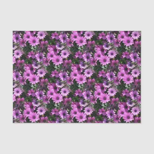 Papier Mousseline Fleurs de marguerite africaine violet Motif de la  (Recto)