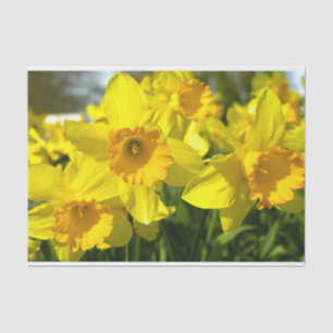 Papier Mousseline Fleurs jonquilles jaunes