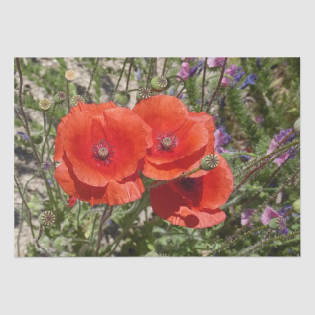 PAPIER MOUSSELINE FLEURS POPPY (Recto)