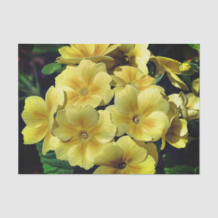 Papier Mousseline Fleurs printanières de Primrose Jaune Gros plan Dé