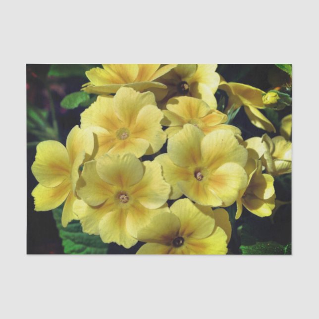 Papier Mousseline Fleurs printanières de Primrose Jaune Gros plan Dé (Recto)
