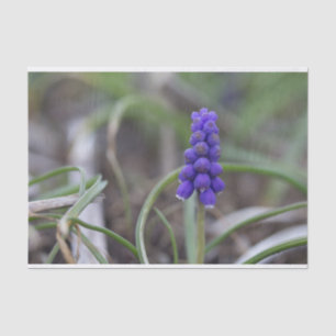 Papier Mousseline Fleurs violettes