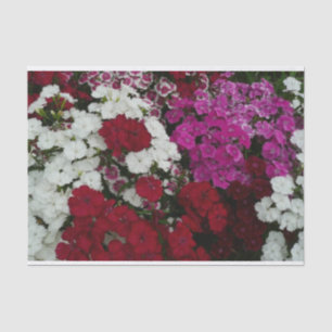 Papier Mousseline Floral Dianthus blanc, rose et rouge