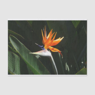 Papier Mousseline Flower tropical orange paradise
