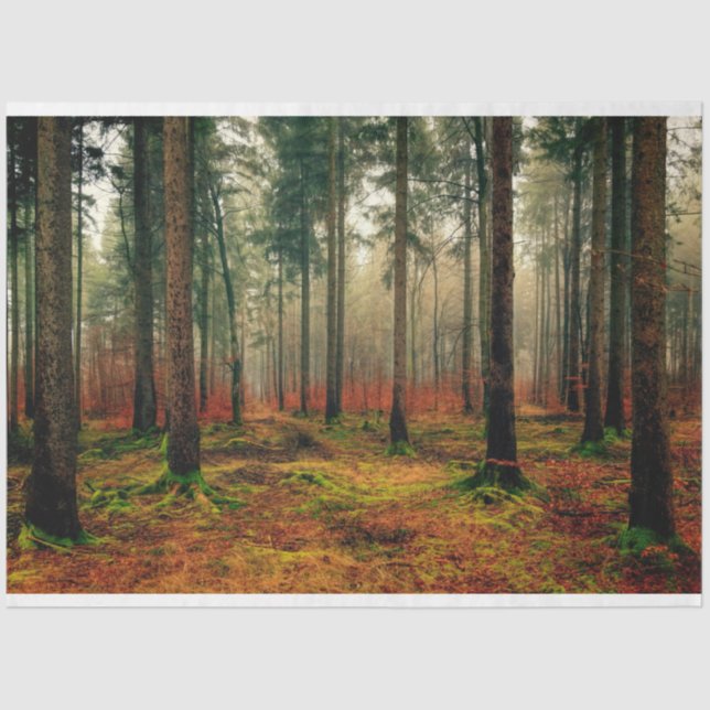 Papier Mousseline Forêt Automne 16 Découpage Papier papier (Recto)